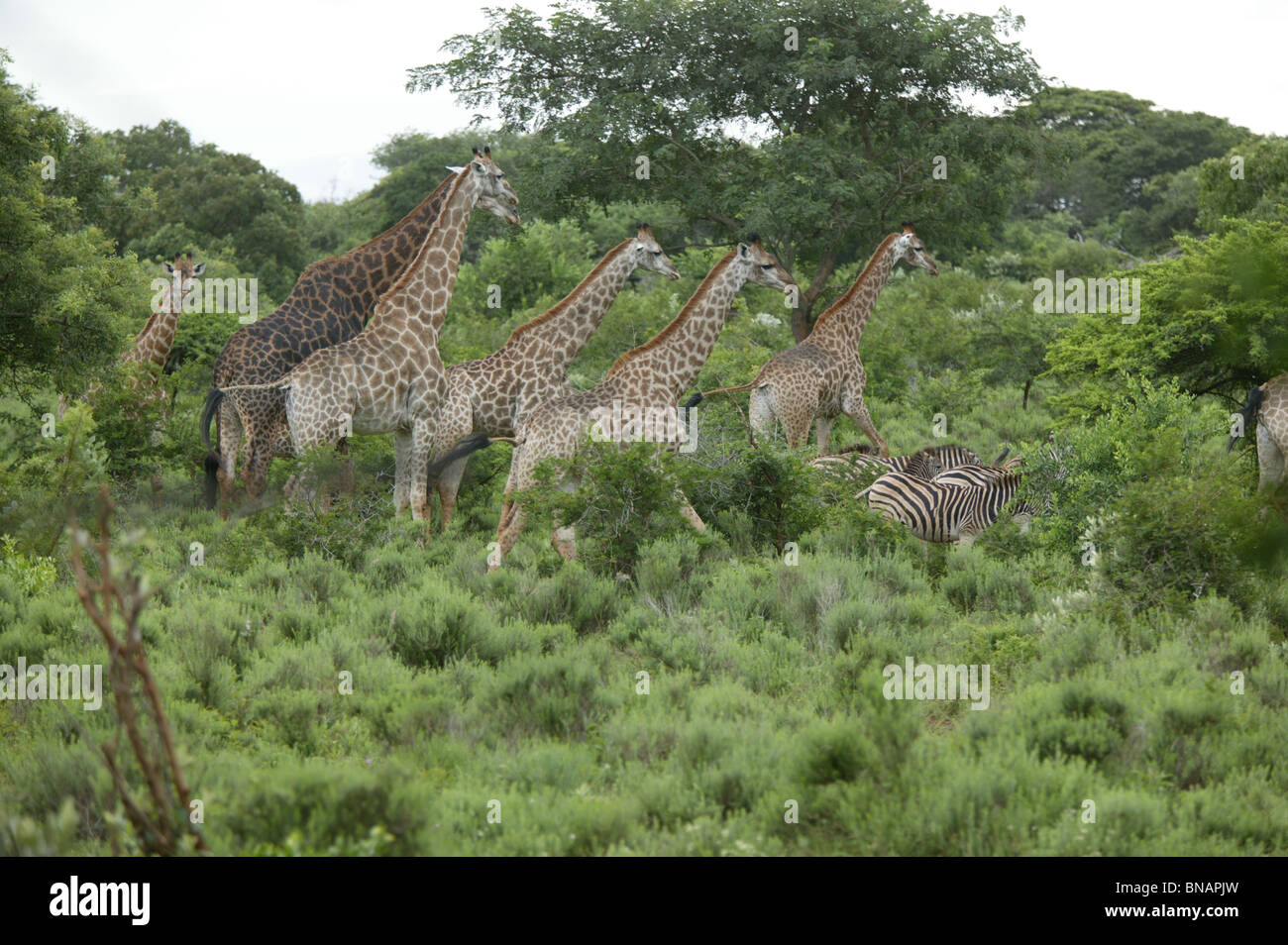 herd of giraffes in KwaZulu Natal area Stock Photo