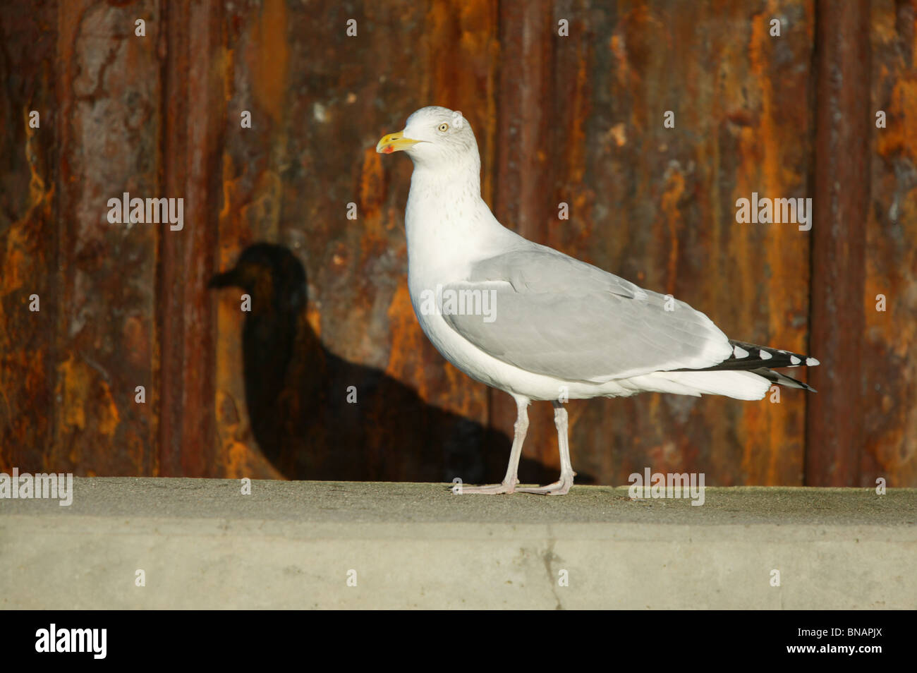 Caspian Gull - Larus cachinnans barabensis Stock Photo
