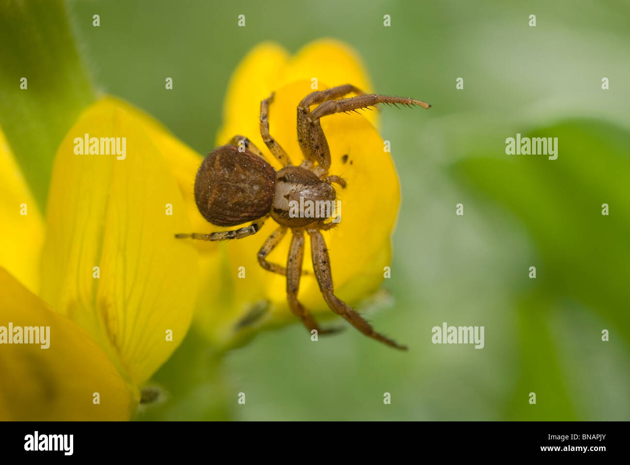 Crab spider (Xysticus cristatus) on Yellow lupine flower (Lupinus luteus) Stock Photo