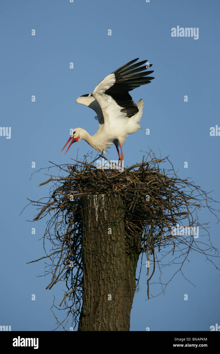 White Stork standing on nest - Ciconia ciconia Stock Photo