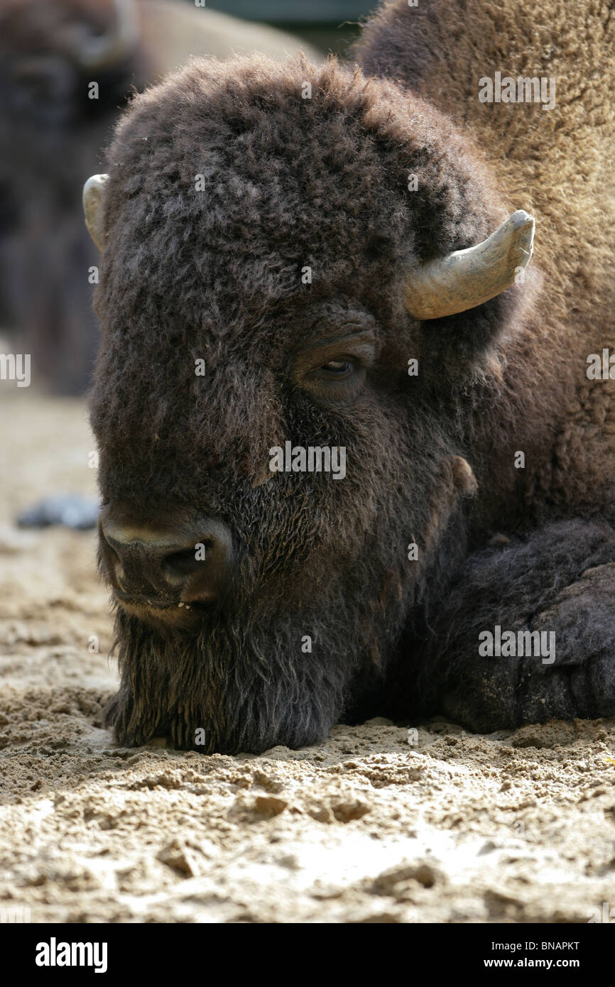 Wisent or European bison - Bison bonasus Stock Photo