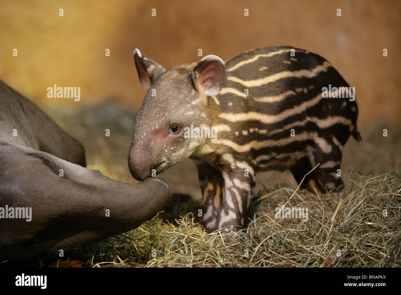 newborn lowland Tapir beside it's mother - Tapirus terrestris Stock Photo