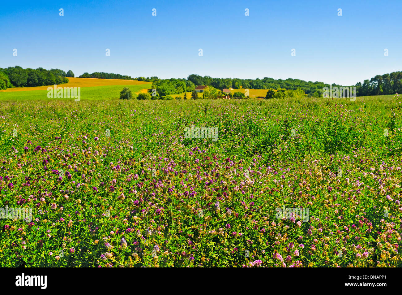 Lucerne / Alfalfa (Medicage sative) flowering plants - Indre-et-Loire, France. Stock Photo