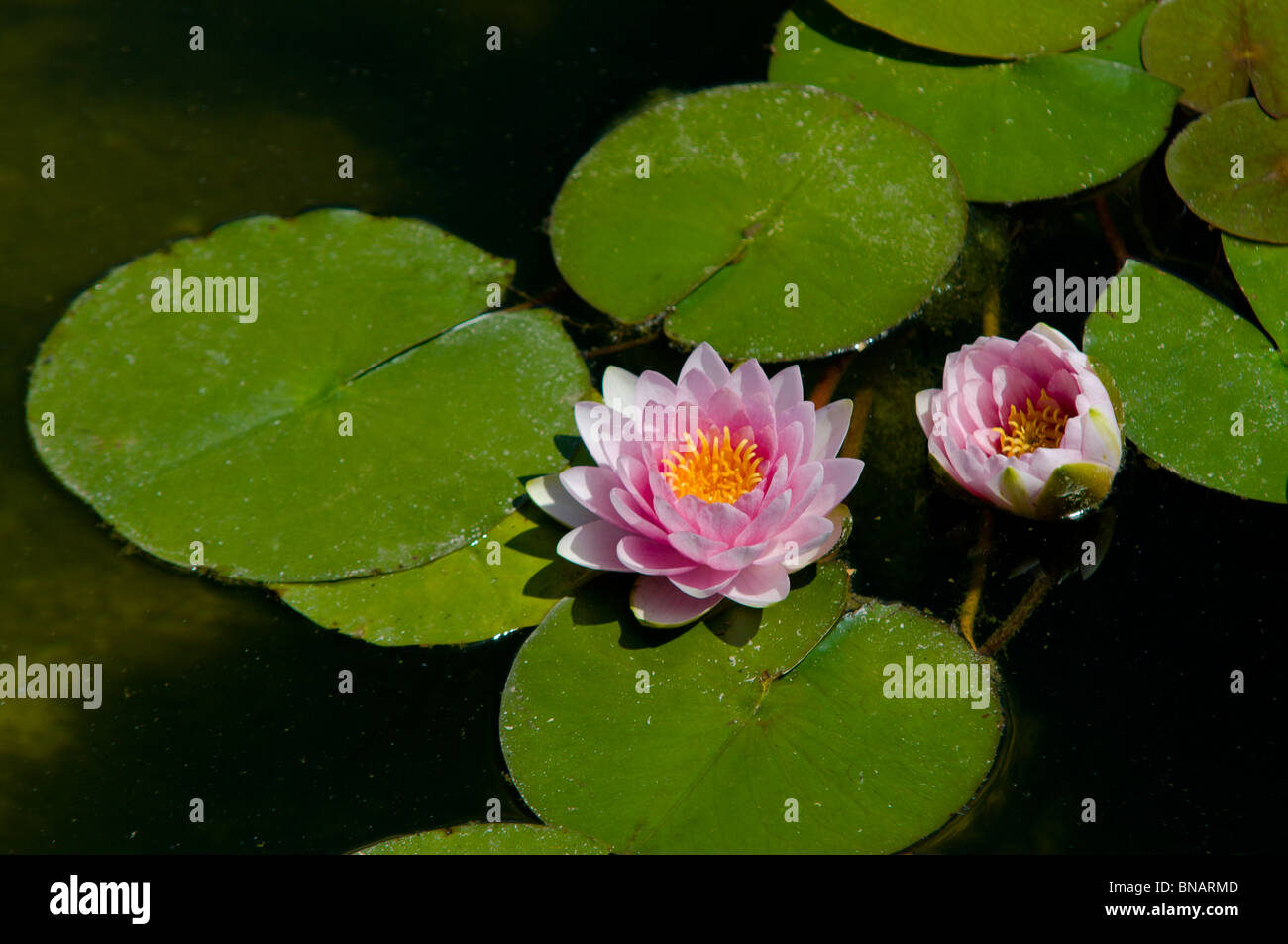 Water lily,istanbul,Turkey Stock Photo