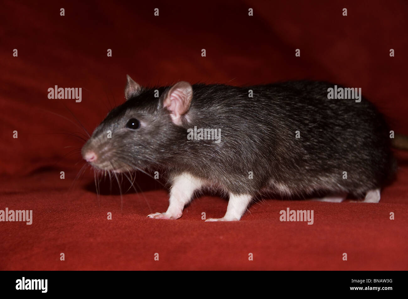 Brown pet rat Stock Photo