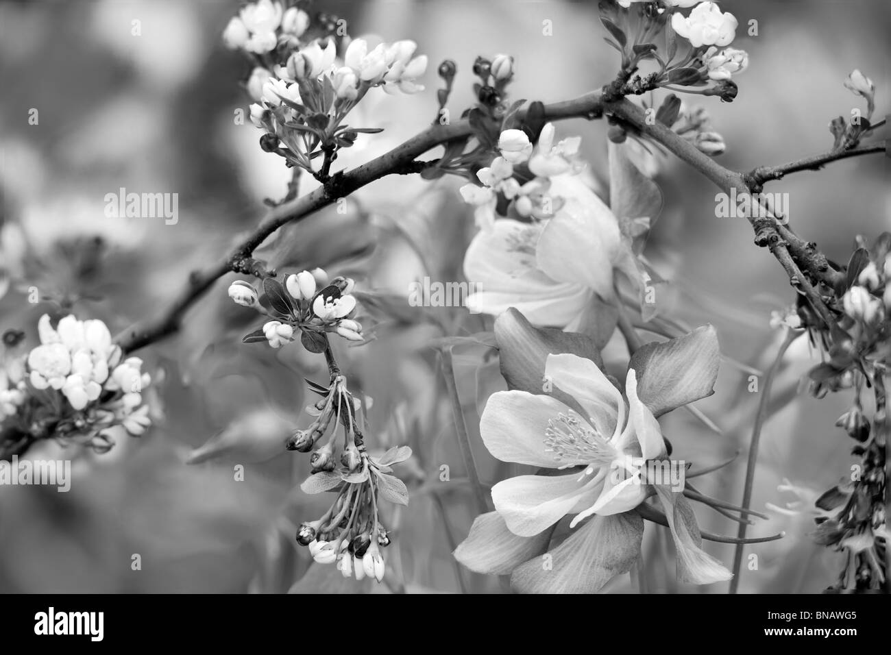 Crabapple (Sargentina Flowering Crabapple) with Columbine (Swan Pink and Yellow) . Oregon Stock Photo