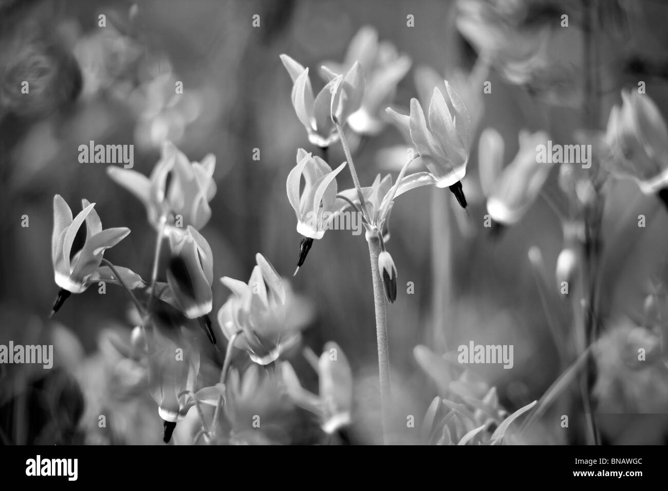 Catherine Creek Dodecatheon conjugens Pungent Desert Parsley Stock Photo