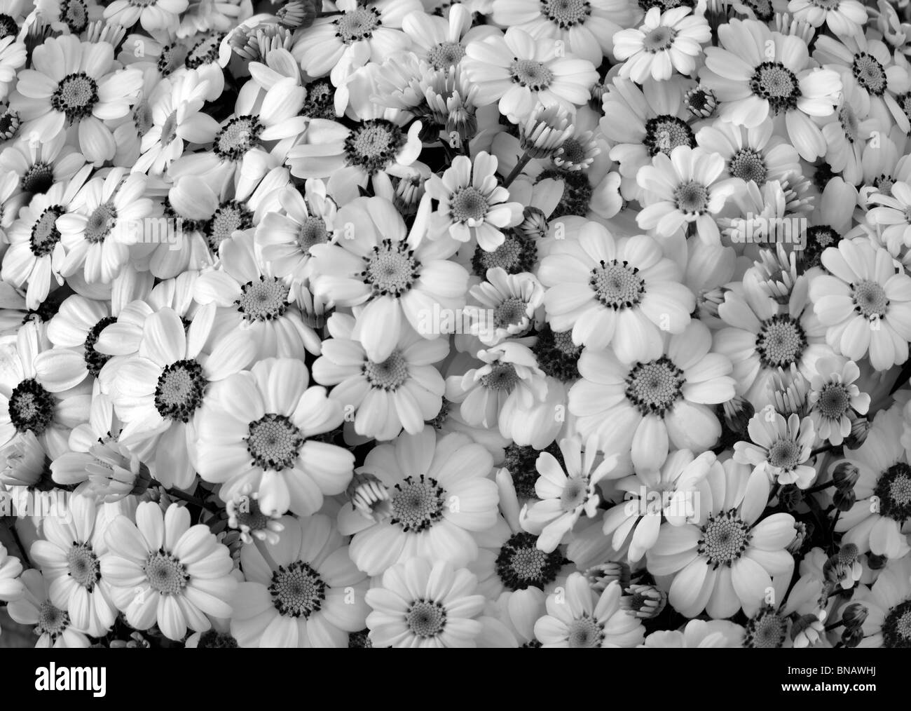 Close up of Cineraria flowers. Al's Nursery. Oregon Stock Photo