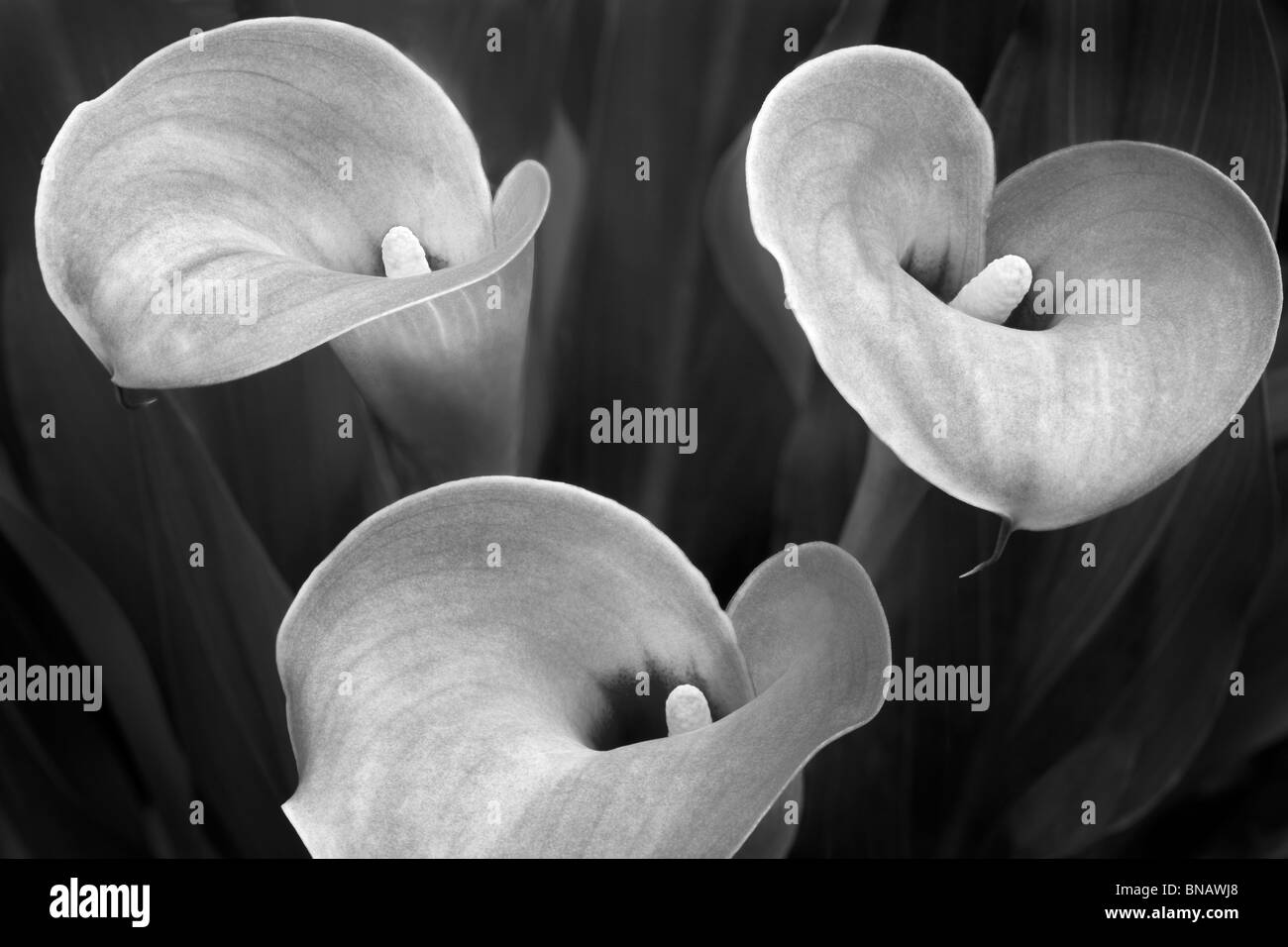 Calla Lily Flowers Stock Photos & Calla Lily Flowers Stock Images Alamy