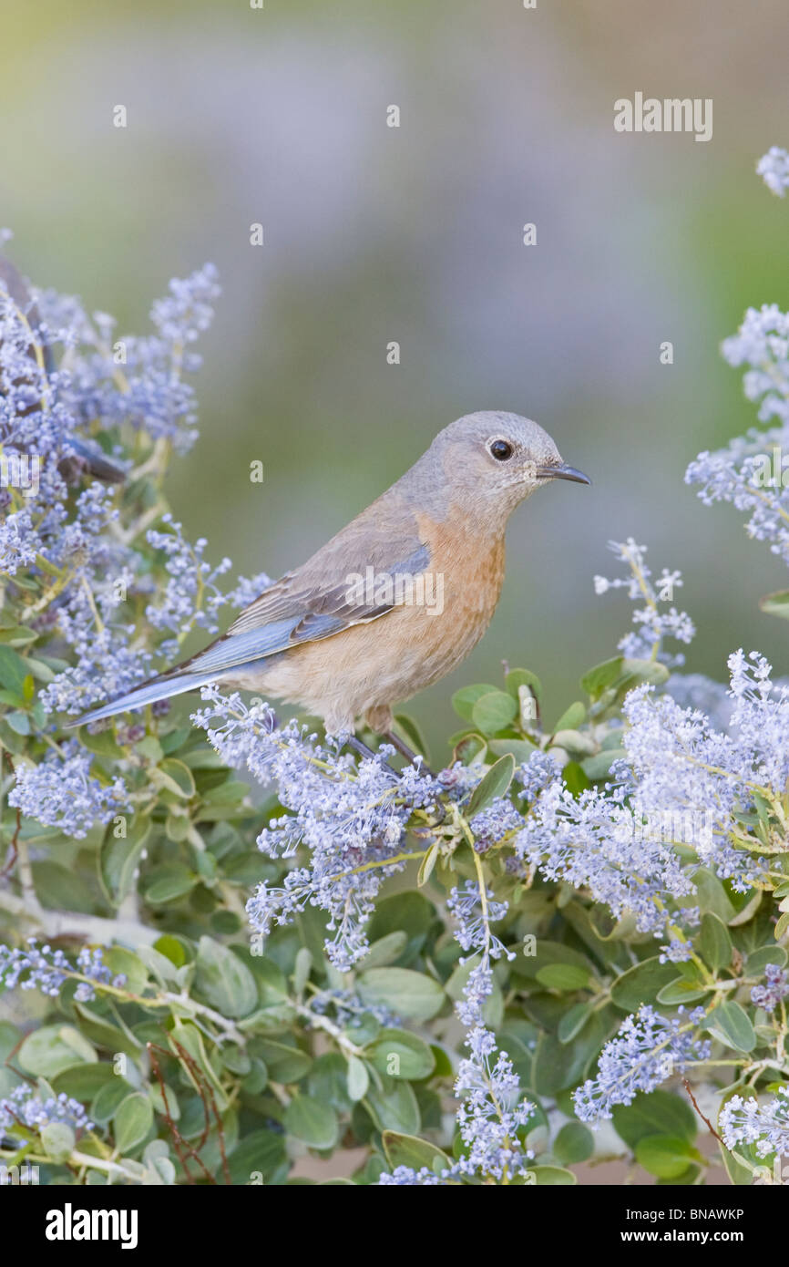 Western bluebird female hi-res stock photography and images - Alamy