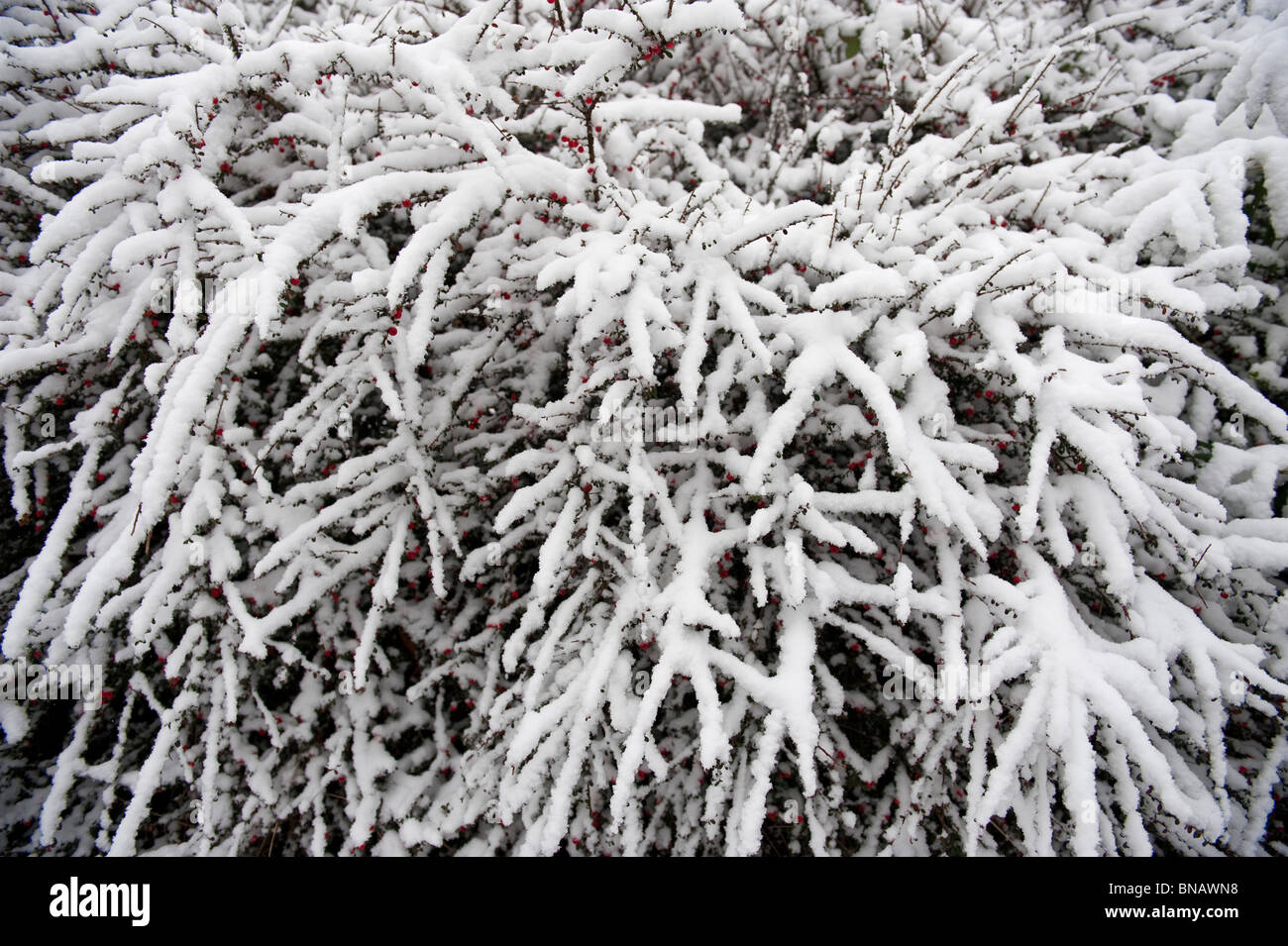 Snow tree cold hi-res stock photography and images - Alamy