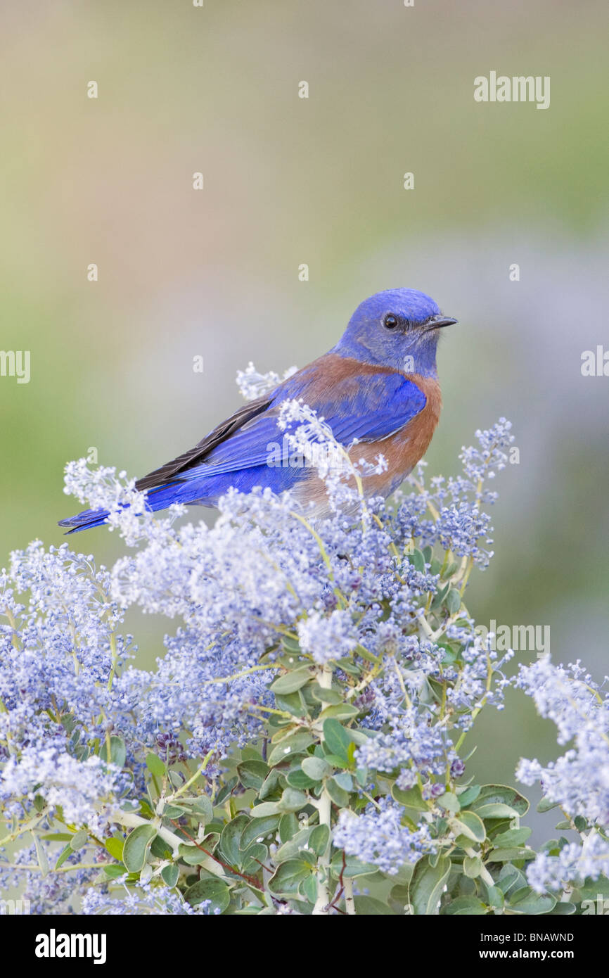 Mini Bluebird With Azalea Mini Bluebird With Azalea