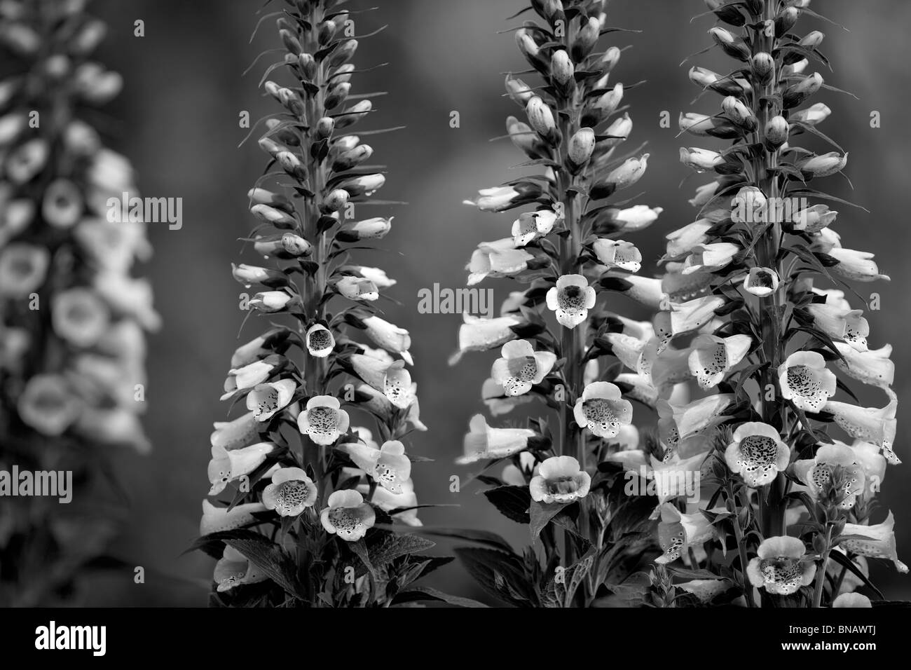 Close up of Foxglove (Camelot lavender) Stock Photo