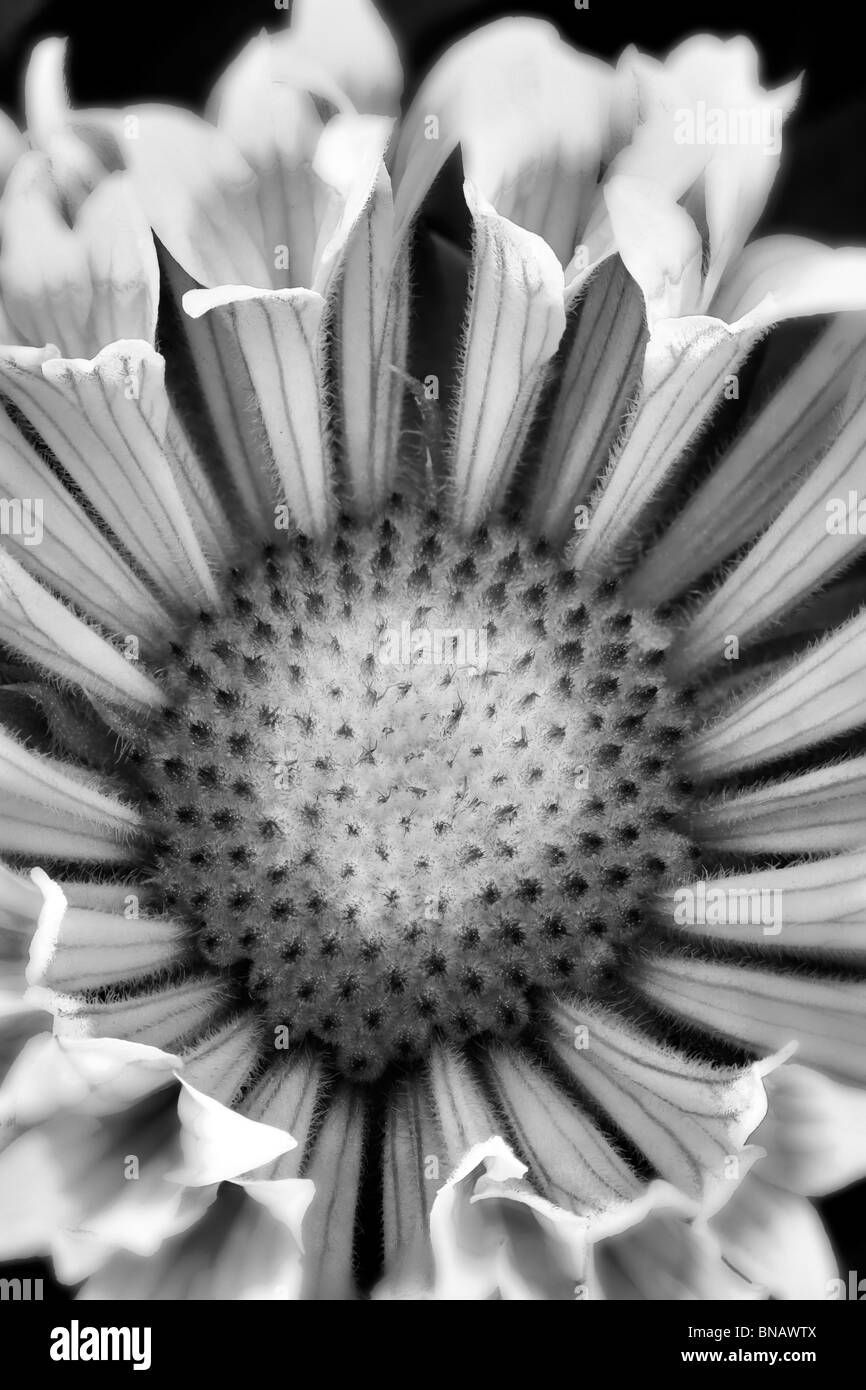 Close up of Fanfare Blanket Flower (Gaillardia 'Fanfare'). Stock Photo