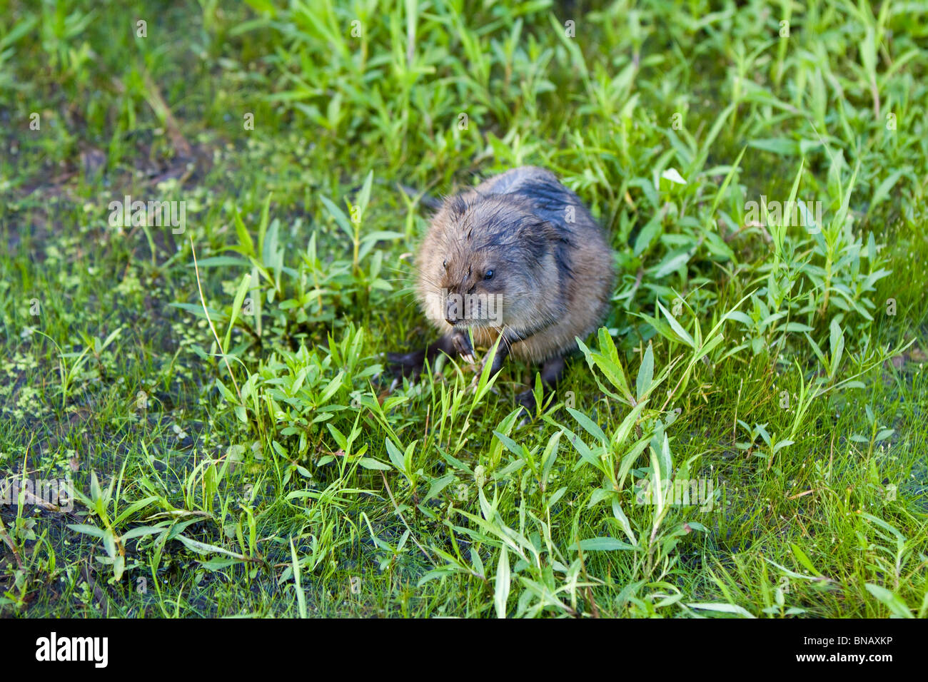 Water vole eating in a marsh. Stock Photo
