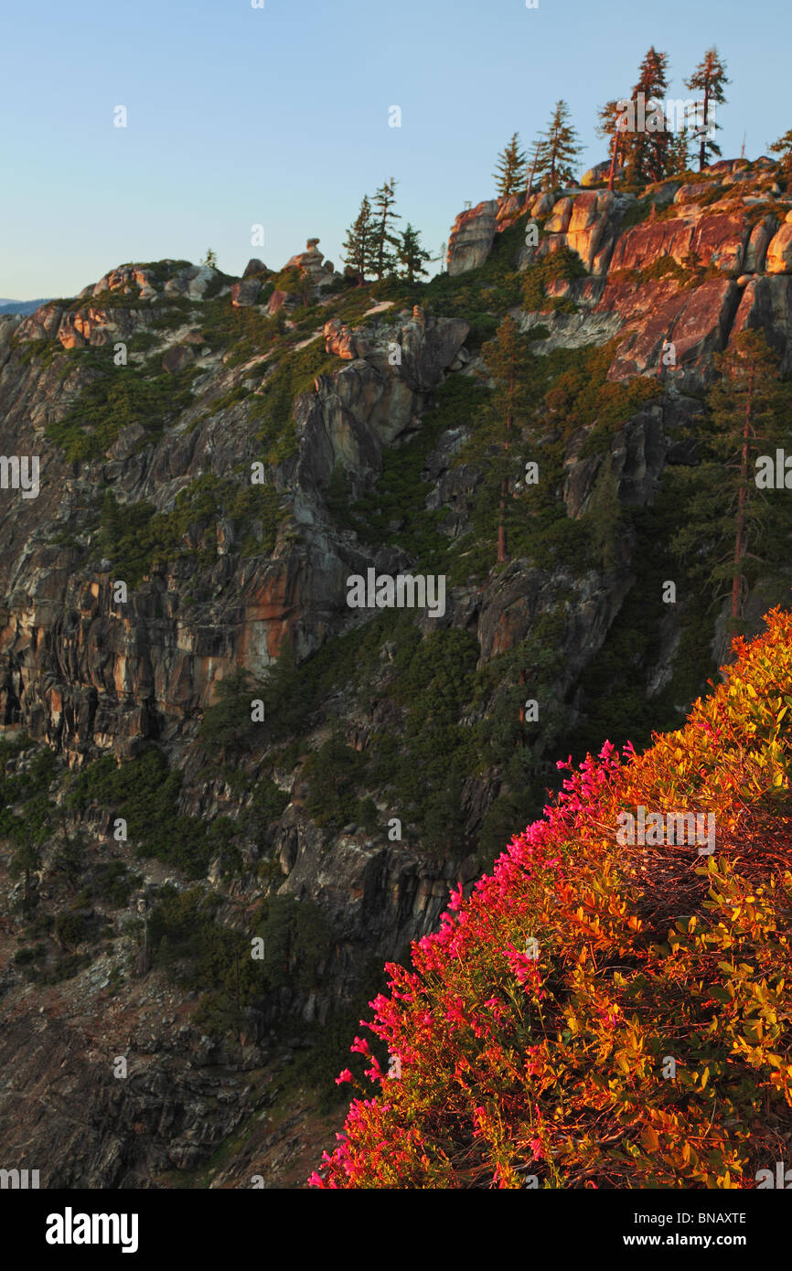 Wild flowers in Yosemite Stock Photo Alamy