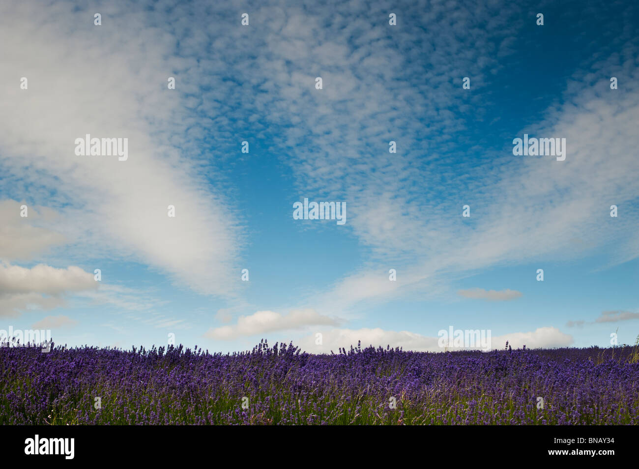 Fields of lavender at Snowshill farm. Snowshill, Cotswolds, Gloucestershire England Stock Photo