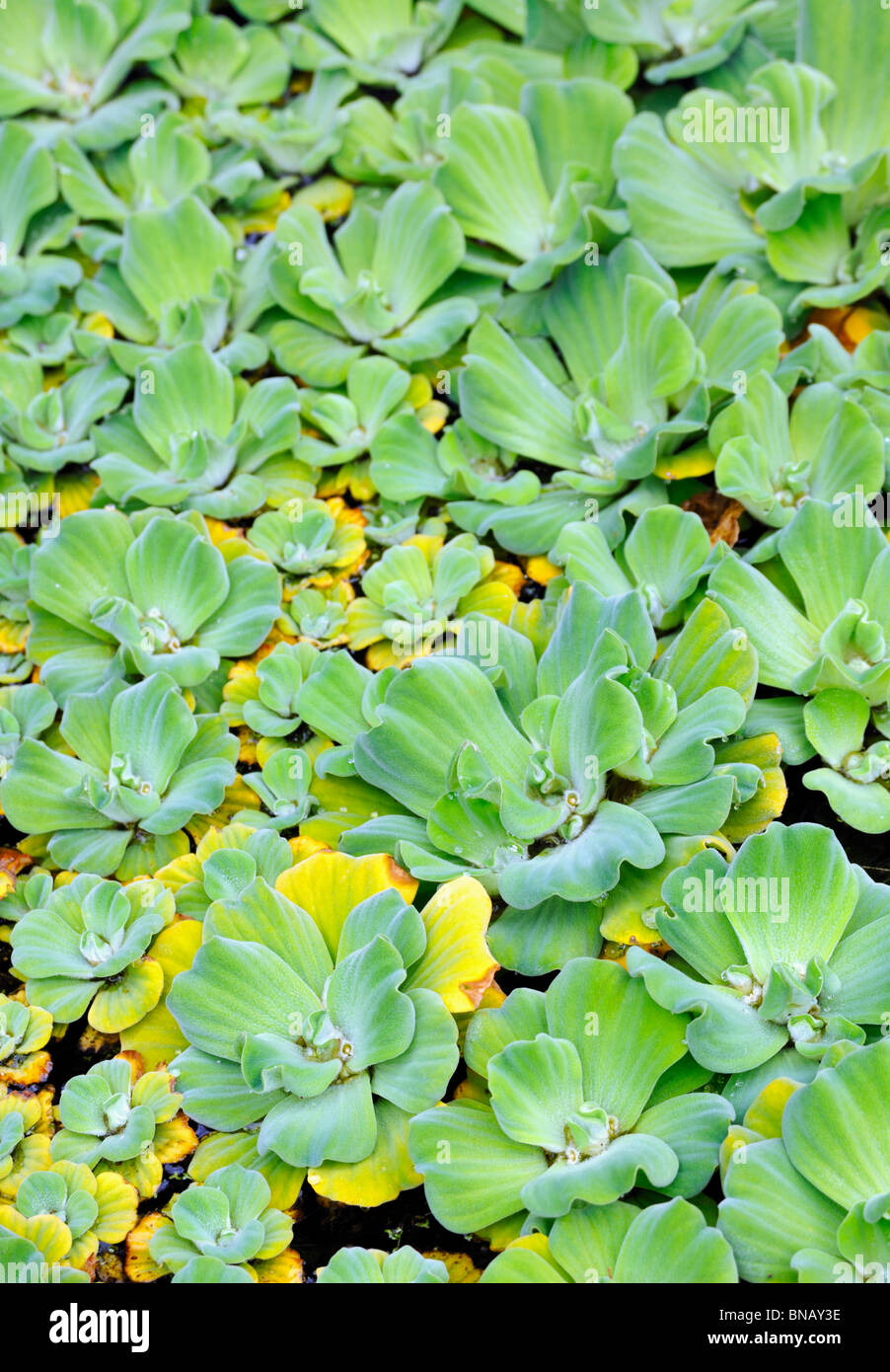 Pistia (Water cabbage) detail background Stock Photo Alamy