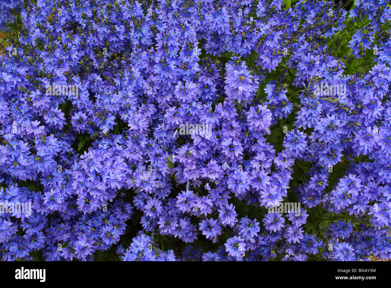 Speedwell blue spring flowers Veronica austriaca Stock Photo