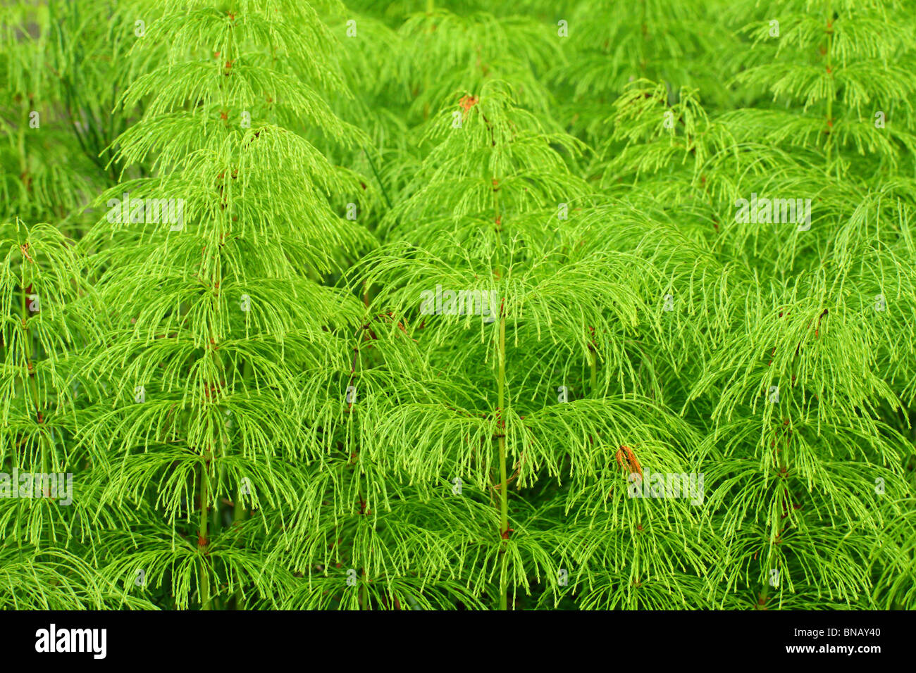 Fresh green wood horestail Equisteum sylvaticum Stock Photo