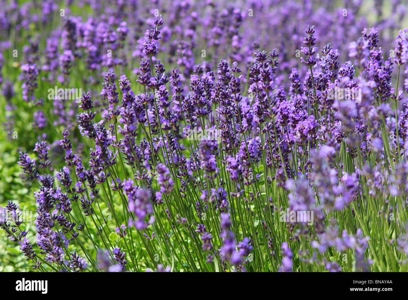 Lavender blossom Lavandula angustifolia Stock Photo - Alamy