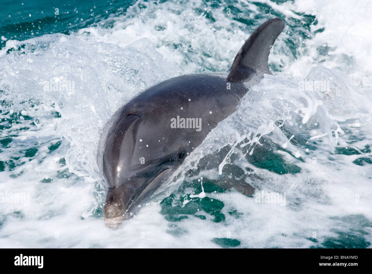 Dolphin in boat wake. Stock Photo