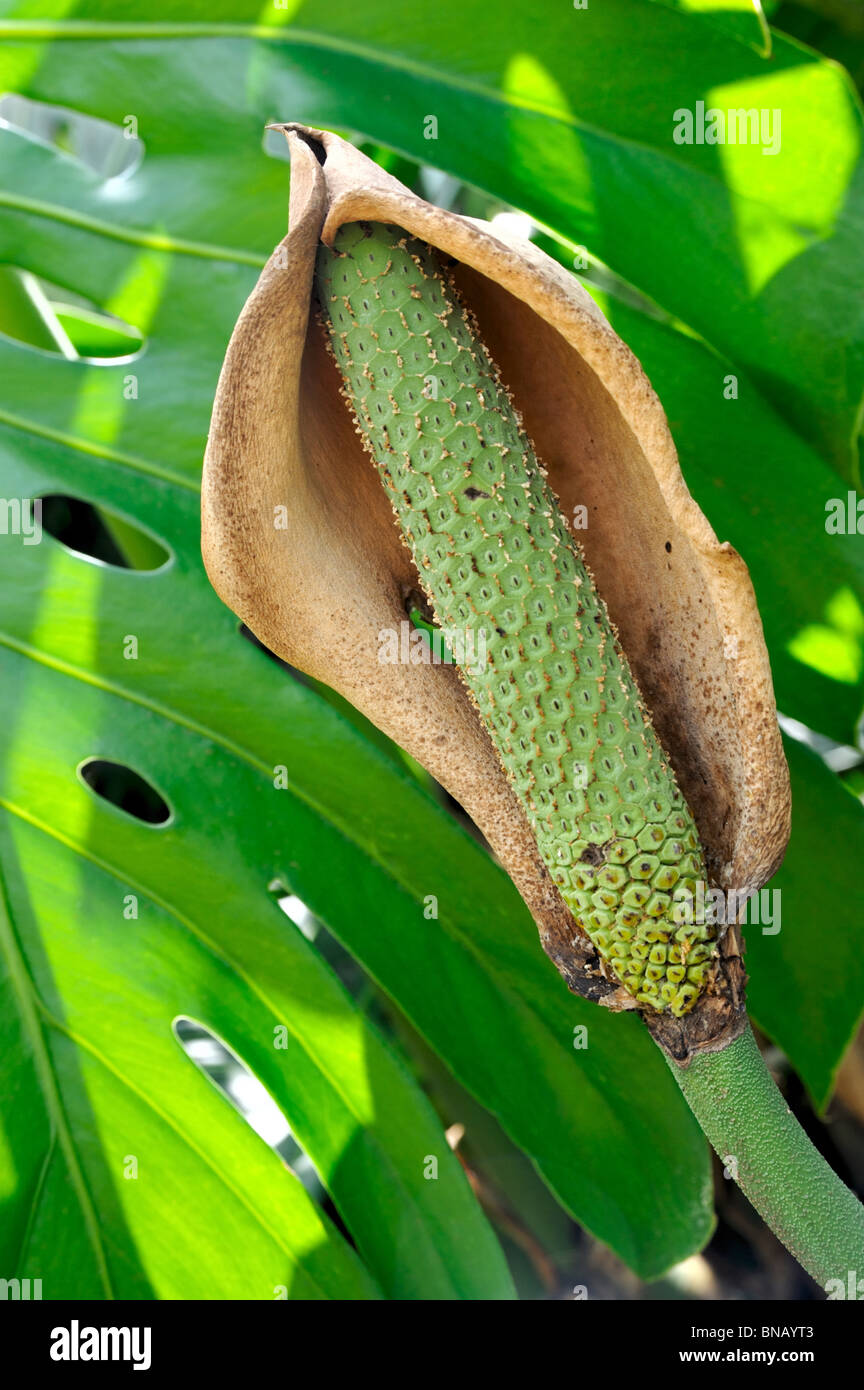 Close up of Philodendron flower - fruit Stock Photo