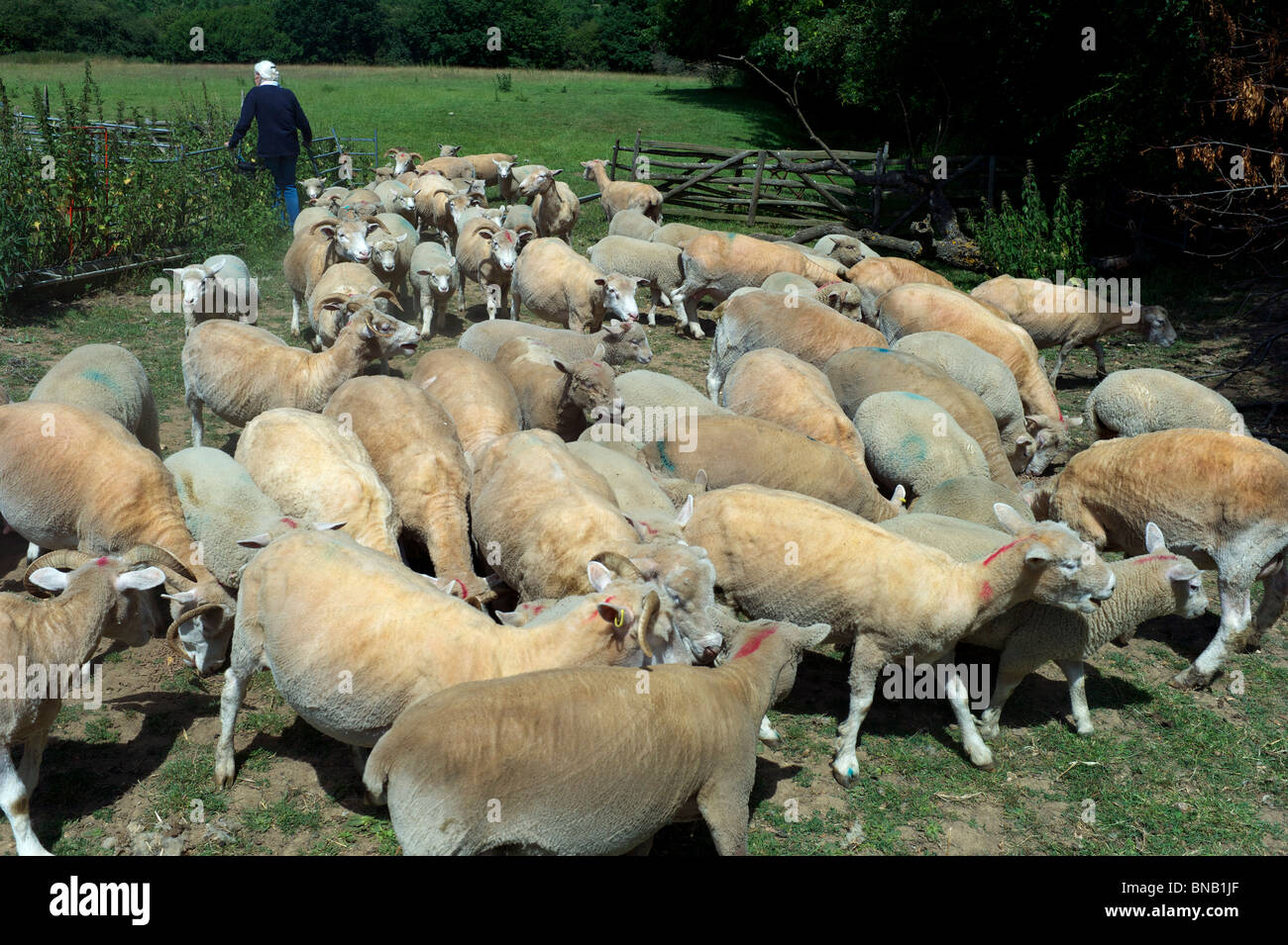 Sheep being shorn hires stock photography and images Alamy