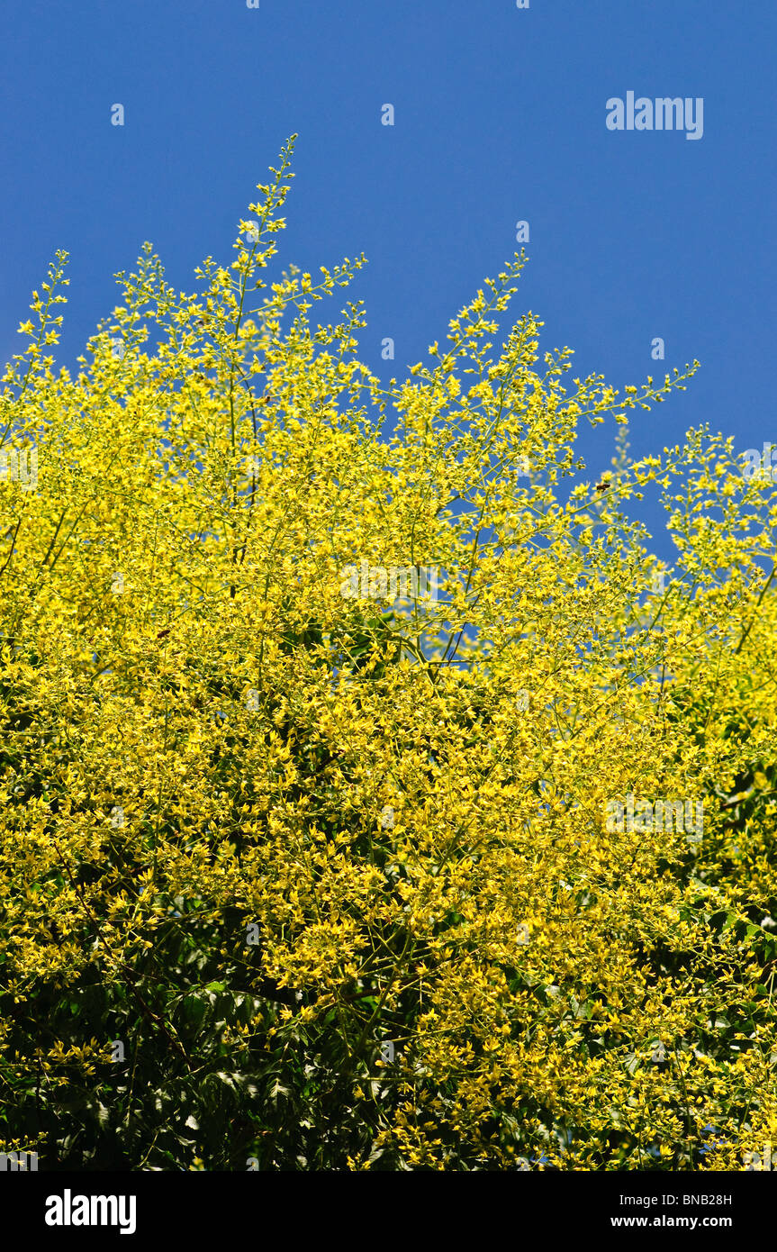 Ornamental Golden Rain Tree / Koelreuteria paniculata "Pride of India