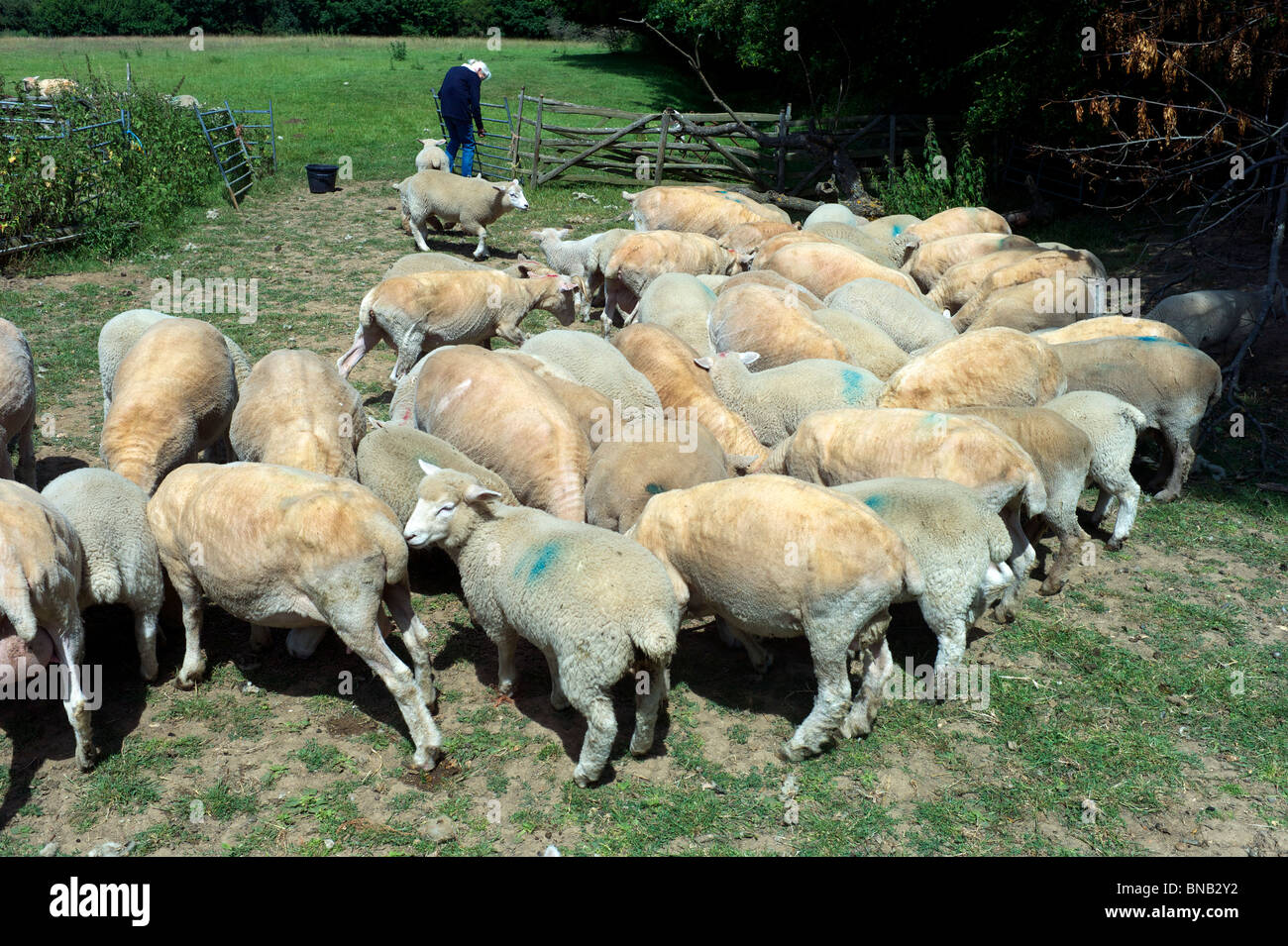 Sheep being shorn hires stock photography and images Alamy