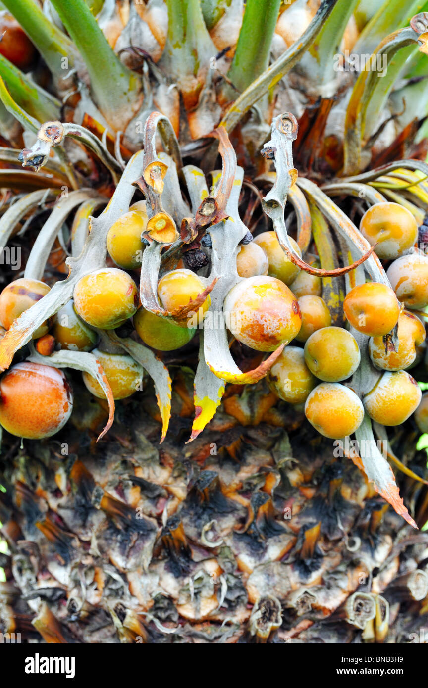 Close up of palm tree fruit - Cycas circinalis Stock Photo