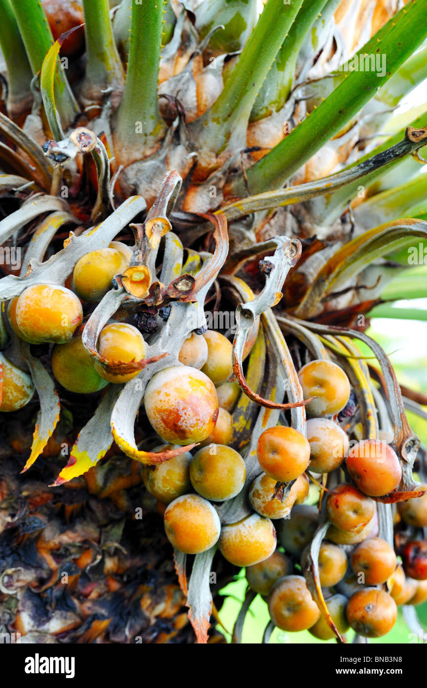 Close up of palm tree fruit - Cycas circinalis Stock Photo