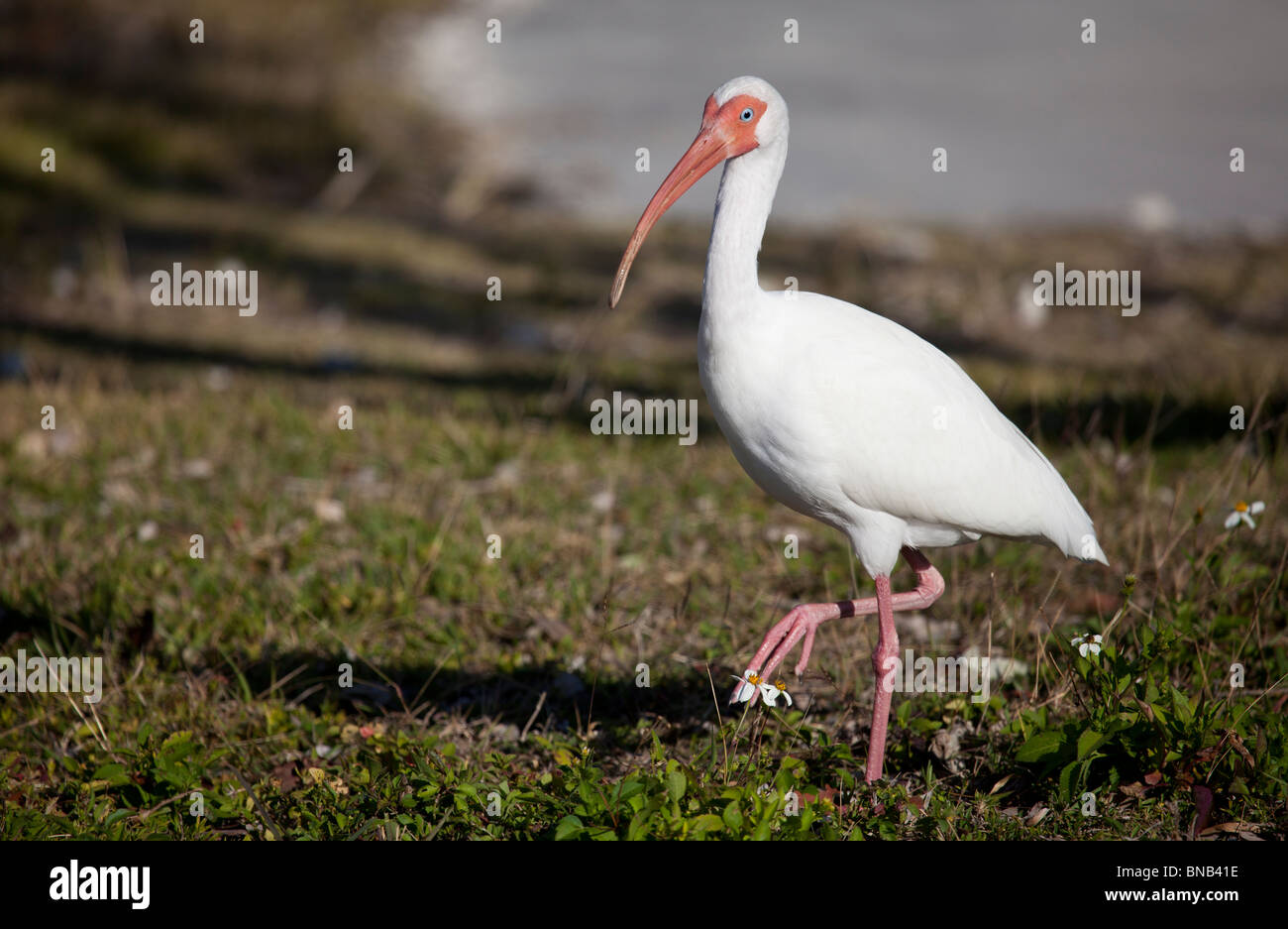 White ibis - Eudocimus albus at John Pennekamp National Park, Key Largo, Florida, USA Stock Photo