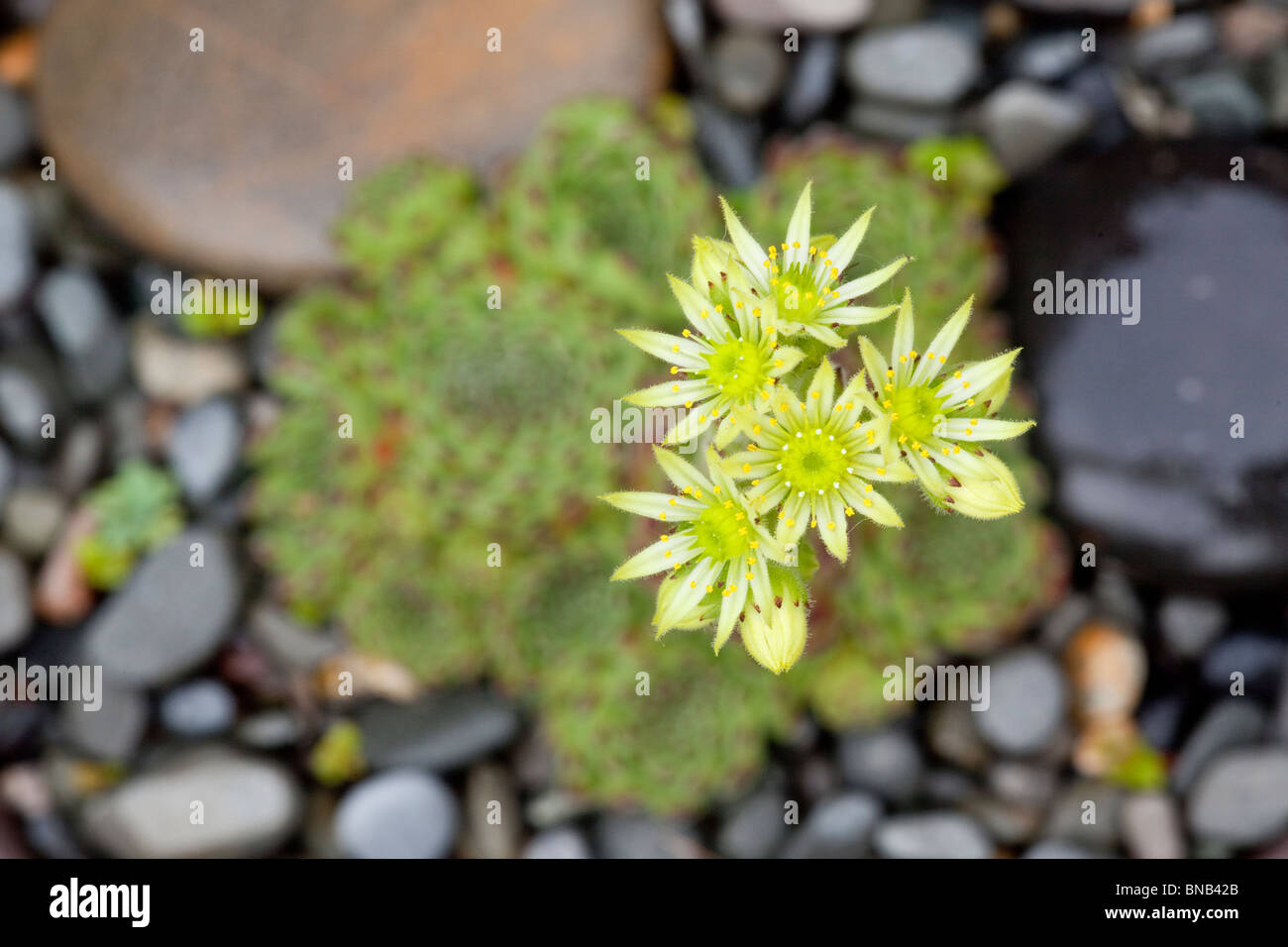 Houseleek, Sempervivum pittonii, syn. pittoni, from the eastern Alps, in Austria Stock Photo