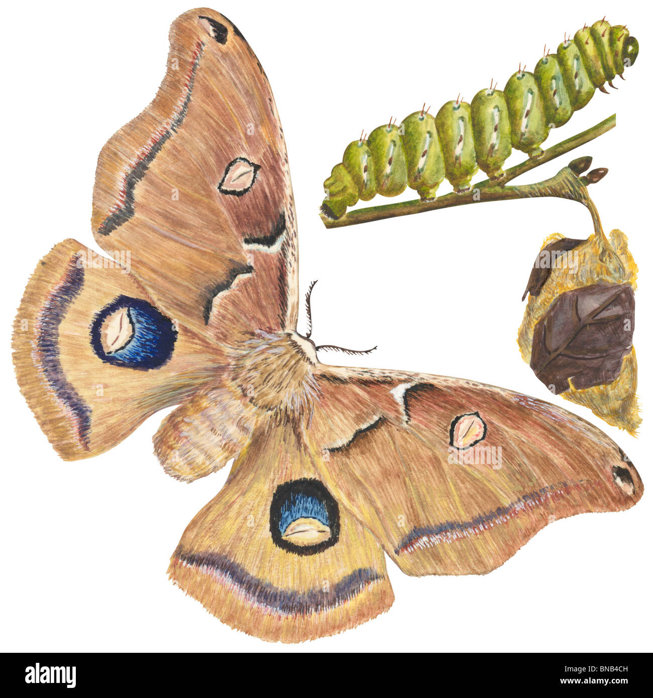 Polyphemus moth Stock Photo