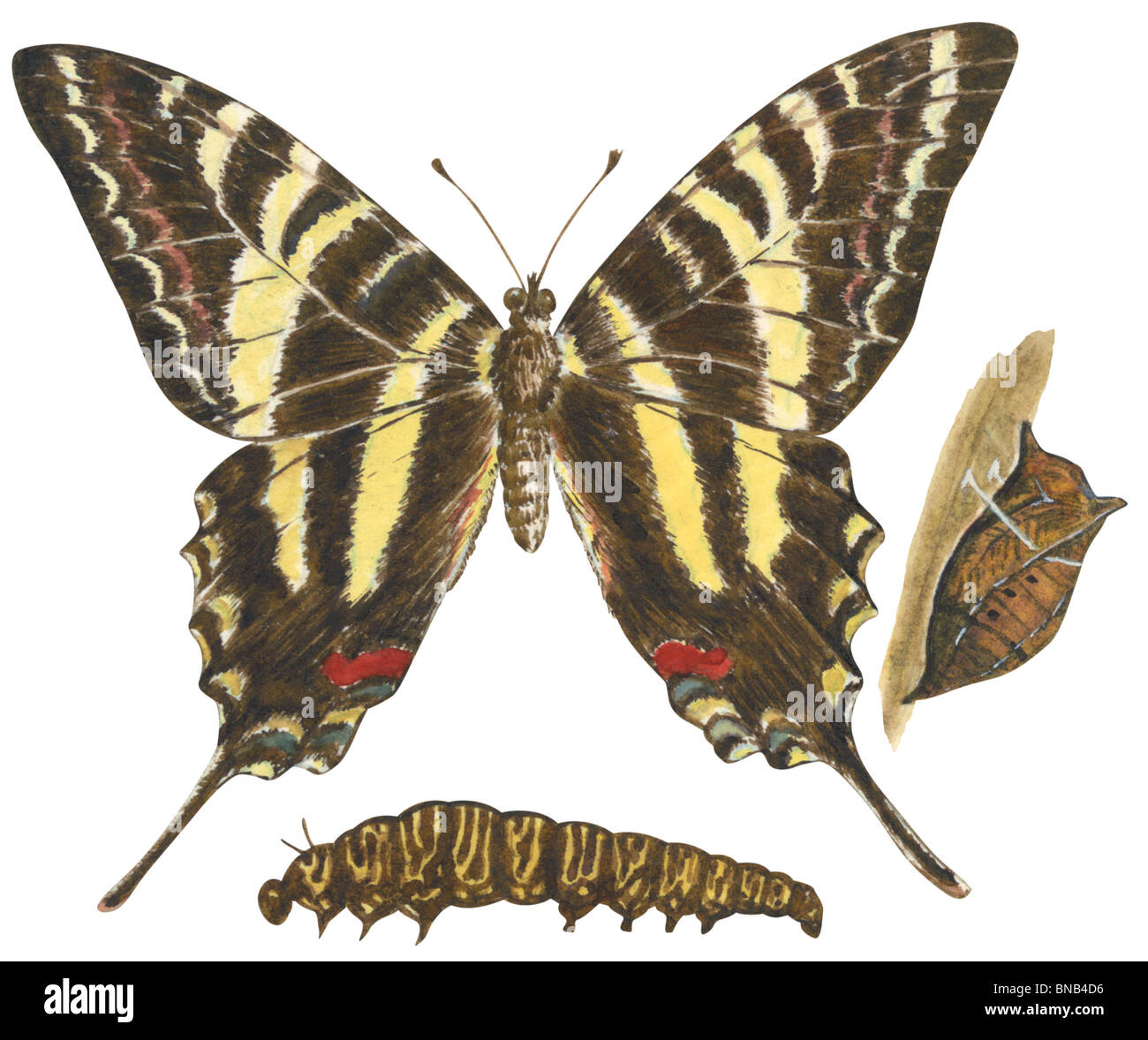 Zebra swallowtail butterfly Stock Photo