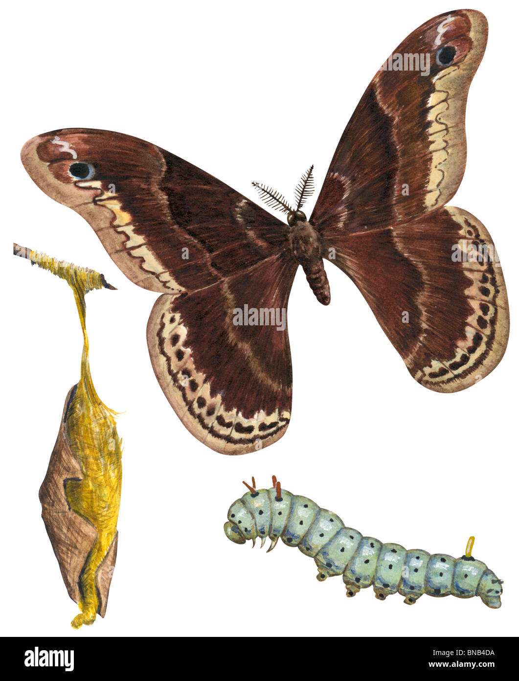 Promethea moth Stock Photo