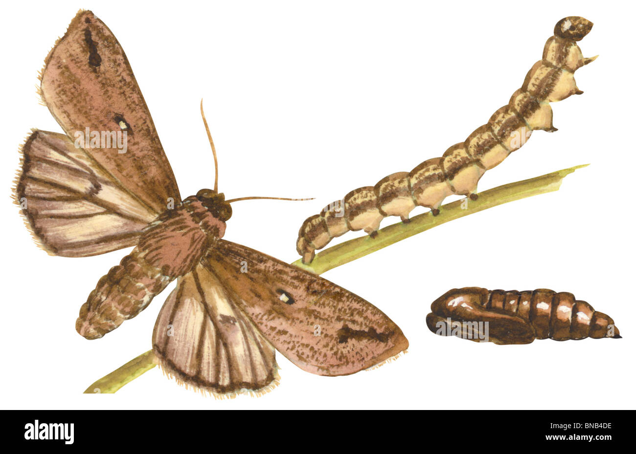 Army Worm moth Stock Photo