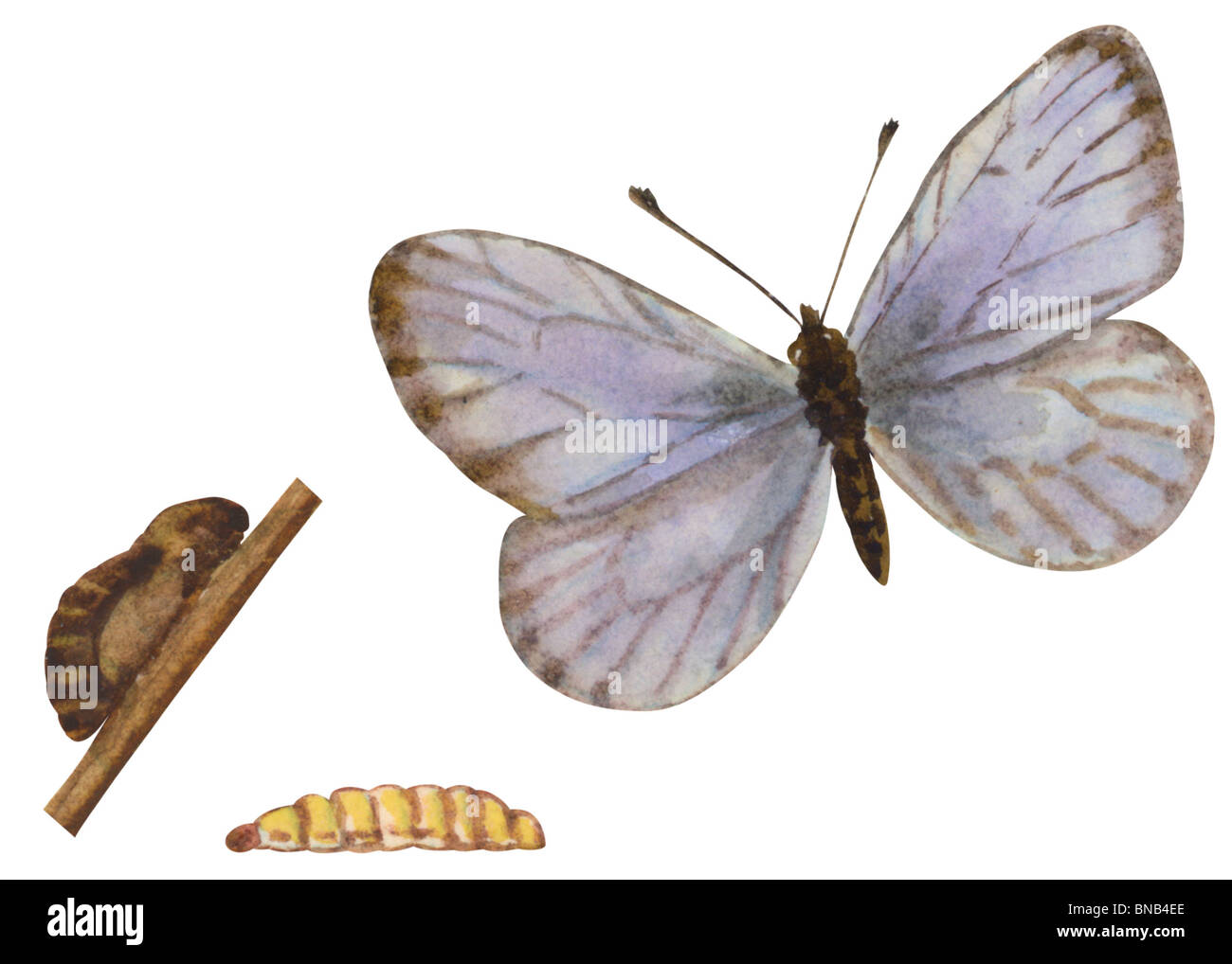 Common blue butterfly Stock Photo