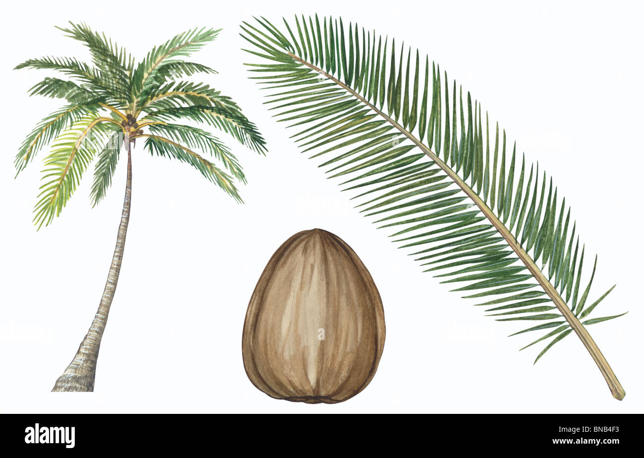 Coconut palm Stock Photo