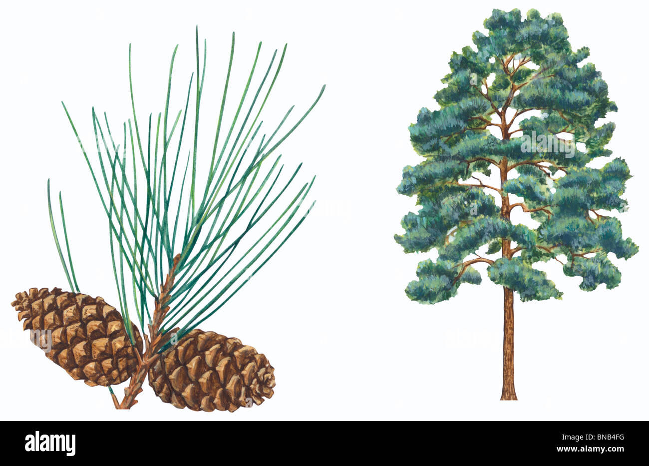 Shortleaf pine tree Stock Photo