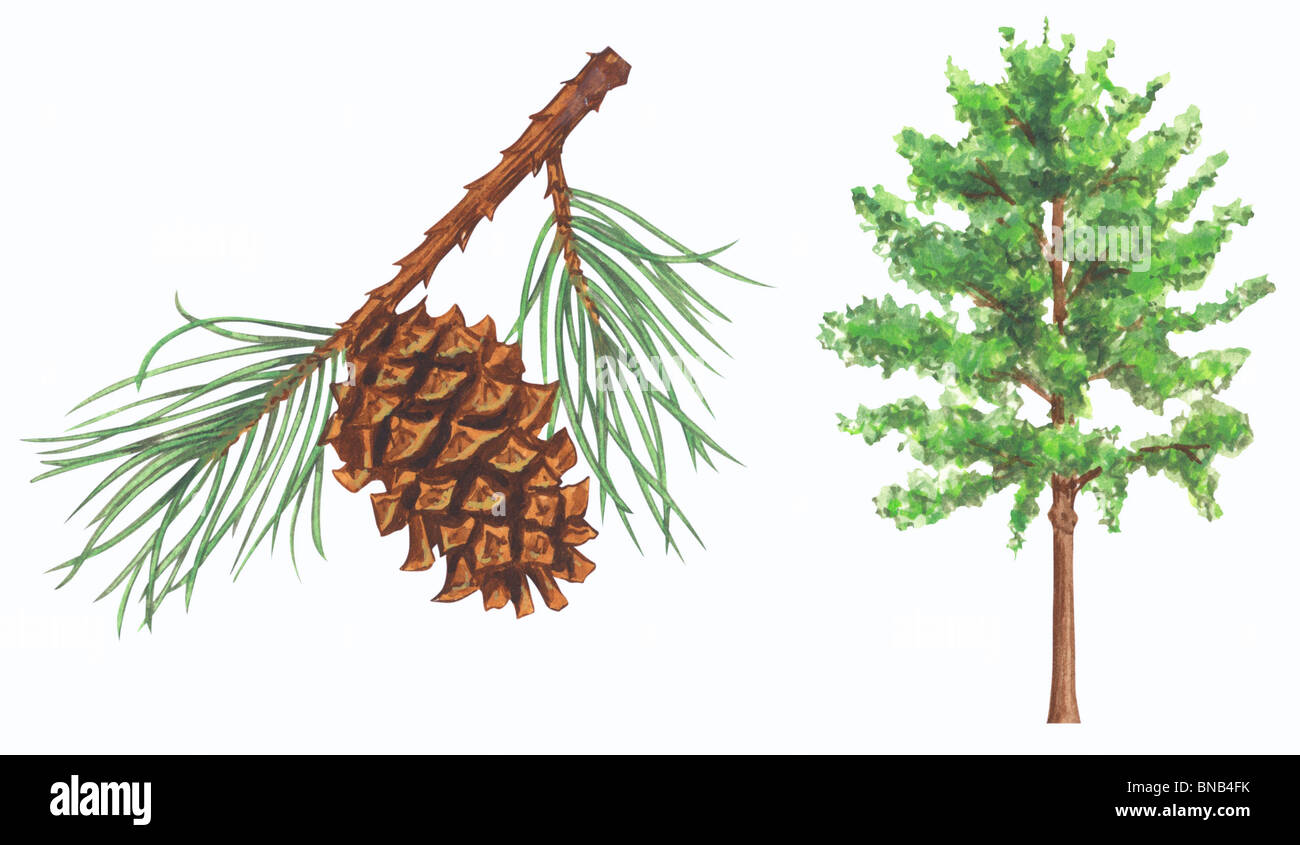 Virginia pine tree Stock Photo