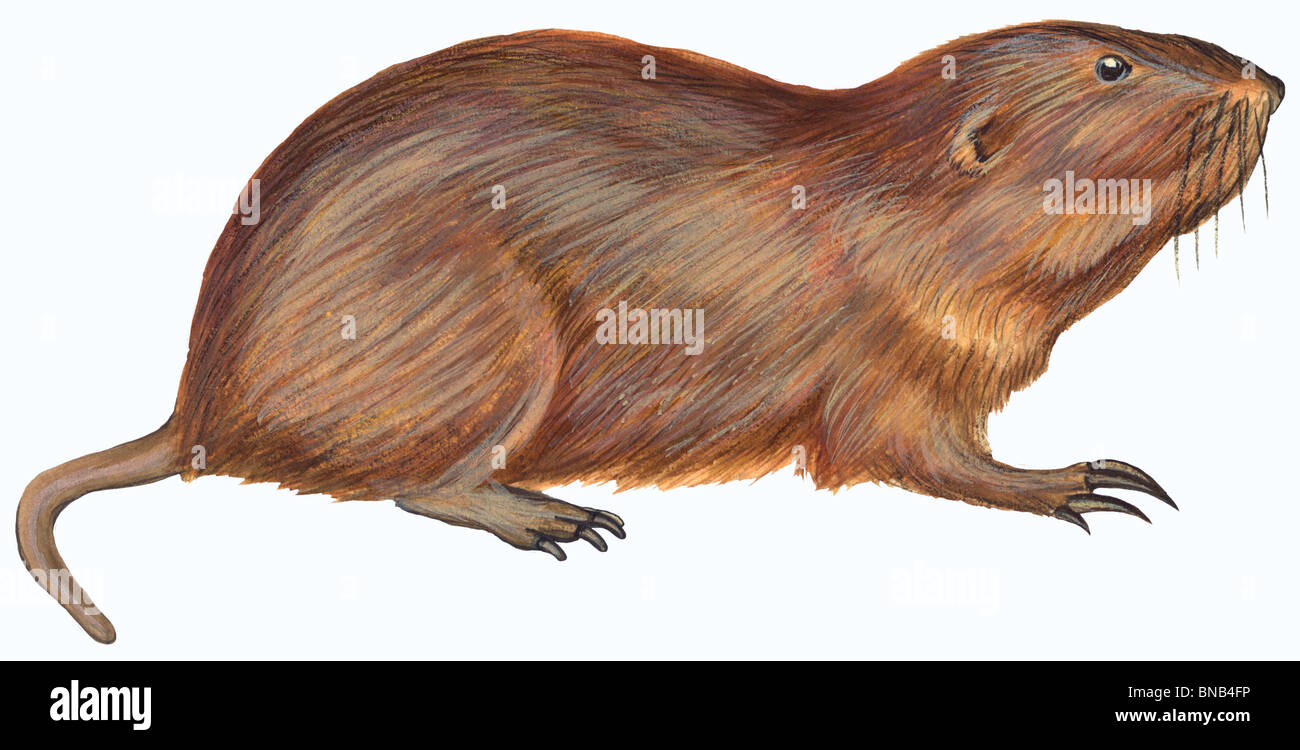 Plains Pocket gopher Stock Photo Alamy