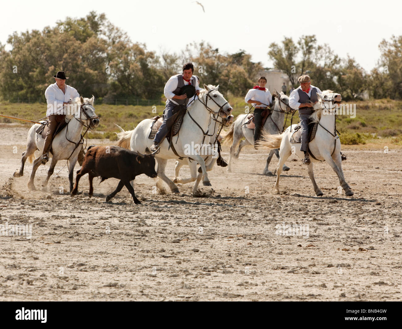 Gardians, the cowboys of the Camargue region, chasing a young black bull for the branding Stock Photo