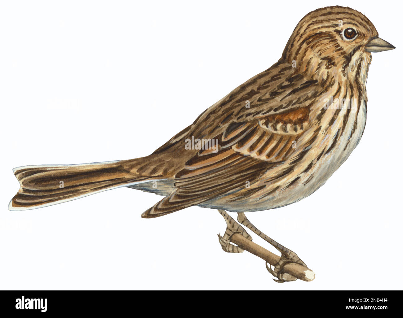 Vesper sparrow Stock Photo