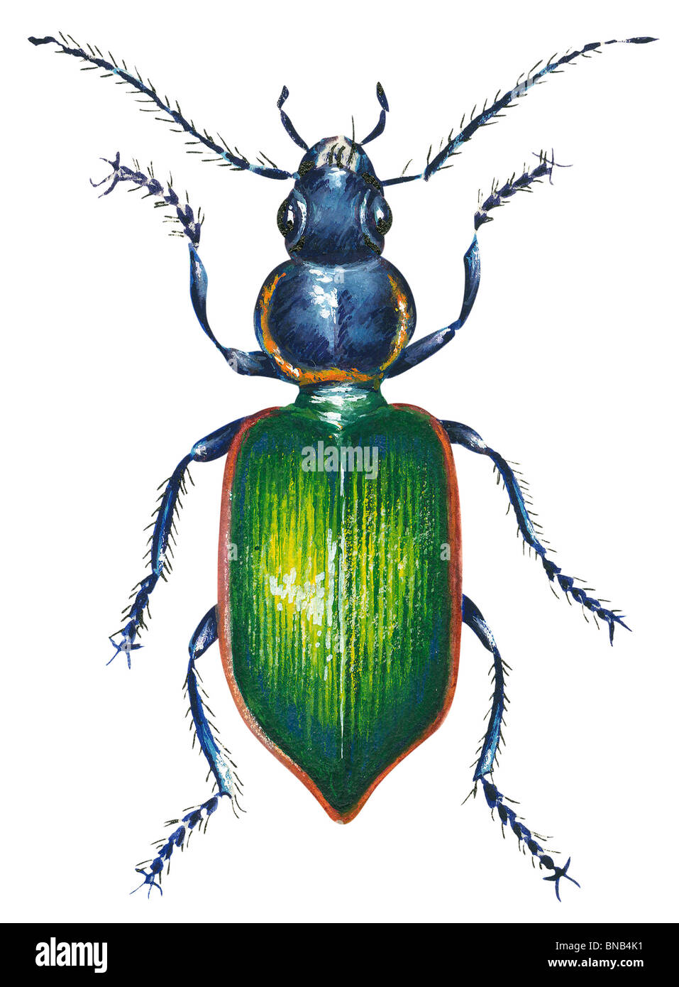 Ground beetle Stock Photo