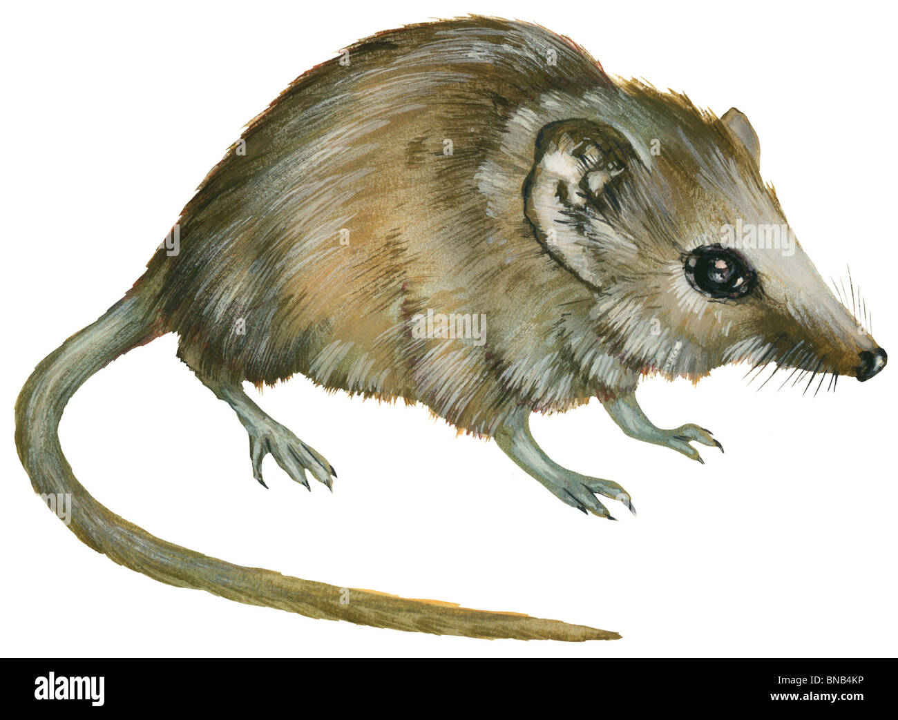 Flatskulled marsupial mouse Stock Photo Alamy