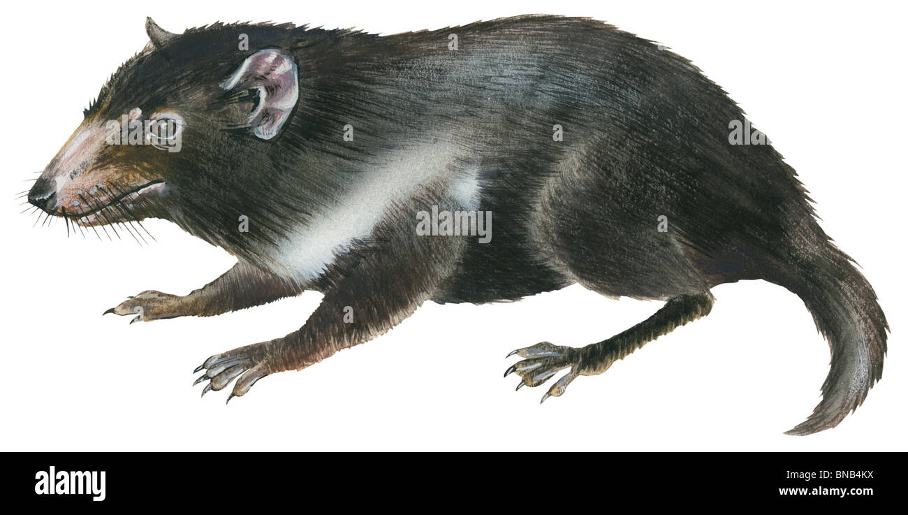 Tasmanian devil Stock Photo