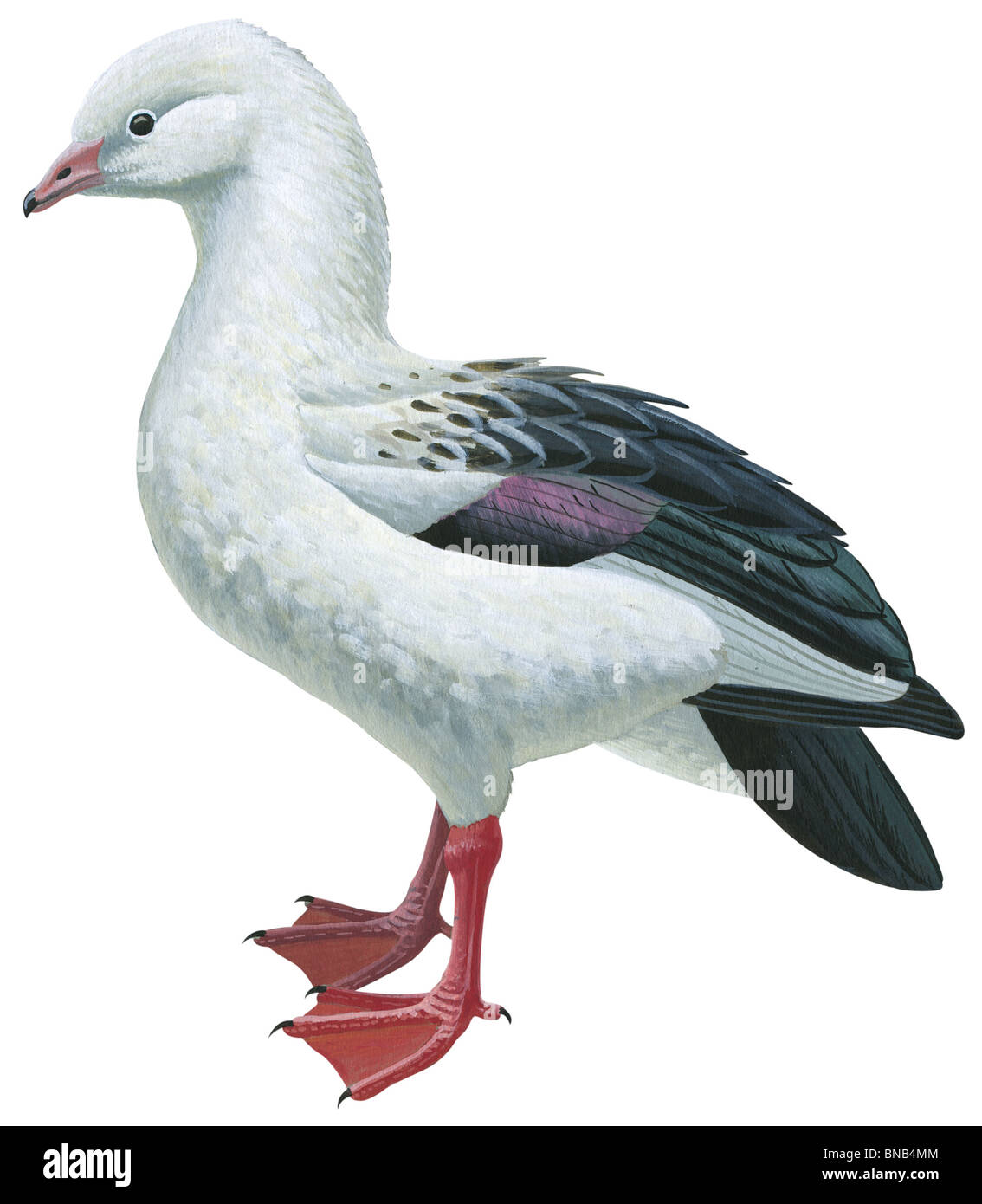 Andean goose Stock Photo