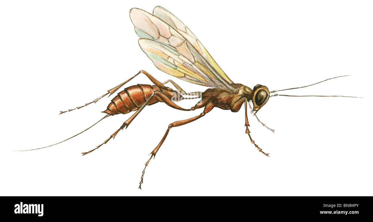 Braconid wasp Stock Photo